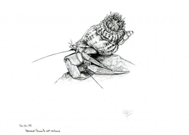 Disegno intitolato "Bernard l'ermite" da Cécile Aquisti, Opera d'arte originale