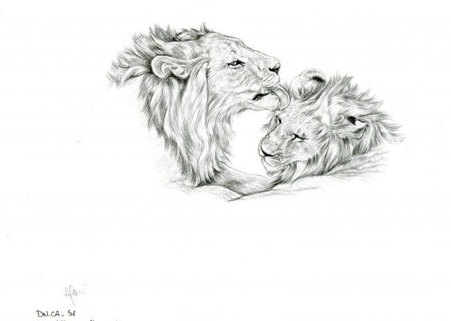 Drawing titled "Lions" by Cécile Aquisti, Original Artwork