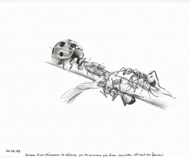 Drawing titled "Coccinelle, puceron…" by Cécile Aquisti, Original Artwork