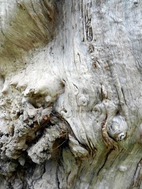 Photographie intitulée "Abstract Arbre" par Cecile Gonne Victoria, Œuvre d'art originale, Photographie numérique