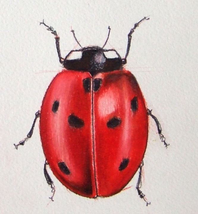 Drawing titled "COCCINELLE, CRAYONS…" by Cecilia Teodoru, Original Artwork