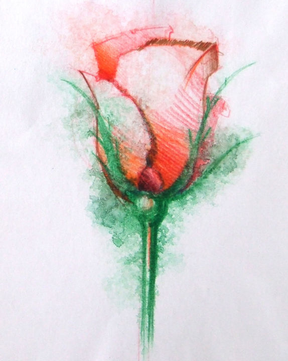 Disegno intitolato "ROSE" da Cecilia Teodoru, Opera d'arte originale