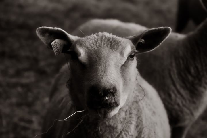 Fotografia intitolato "SHEEP" da Cecilia Teodoru, Opera d'arte originale, Fotografia digitale