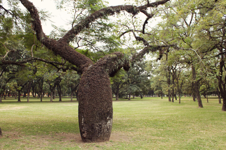 Fotografia intitulada "Palo borracho | Sil…" por Cecilia Canal-Feijóo, Obras de arte originais, Fotografia digital