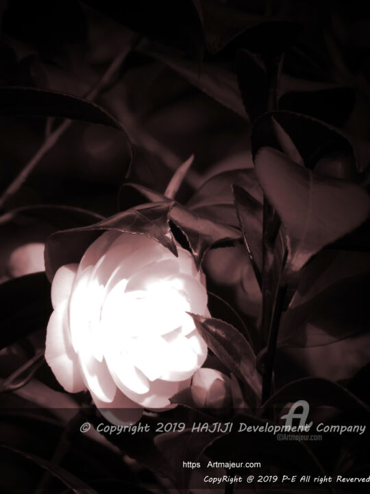 Fotografia intitulada "Jolie camellia rose…" por Cédric Hajiji, Obras de arte originais, Fotografia digital