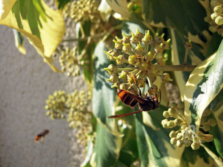 Photography titled "Wasp and bee advanc…" by Cédric Hajiji, Original Artwork, Digital Photography