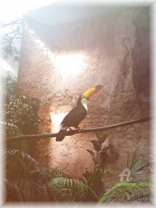 Fotografie mit dem Titel "Tropical toucan toc…" von Cédric Hajiji, Original-Kunstwerk, Digitale Fotografie