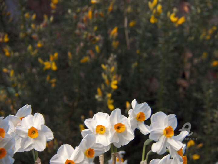 Photographie intitulée "Narciss flore high…" par Cédric Hajiji, Œuvre d'art originale, Photographie numérique
