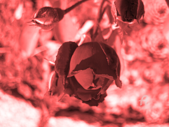 Photographie intitulée "Focused rose flower…" par Cédric Hajiji, Œuvre d'art originale, Photographie manipulée