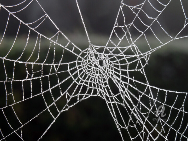 摄影 标题为“Frozen  spin spider…” 由Cédric Hajiji, 原创艺术品, 数码摄影
