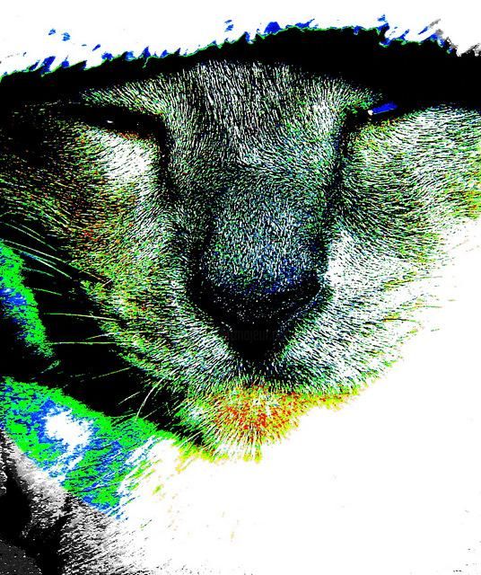 Fotografía titulada "Merlín Foto" por Celia Edith Sanabria, Obra de arte original,