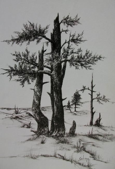 Drawing titled "Pyrénées - les pins" by Céline Baubeau, Original Artwork