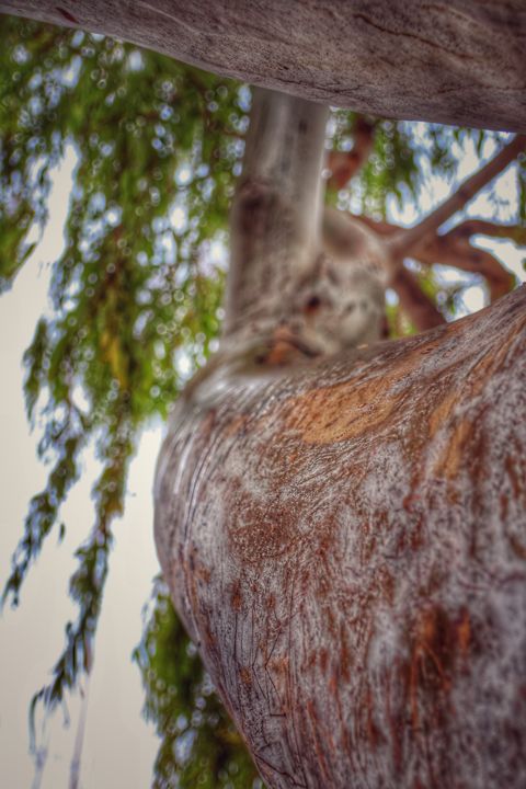 Photographie intitulée "L’arbre à l’écorce" par Céline Pivoine Eyes, Œuvre d'art originale, Photographie numérique