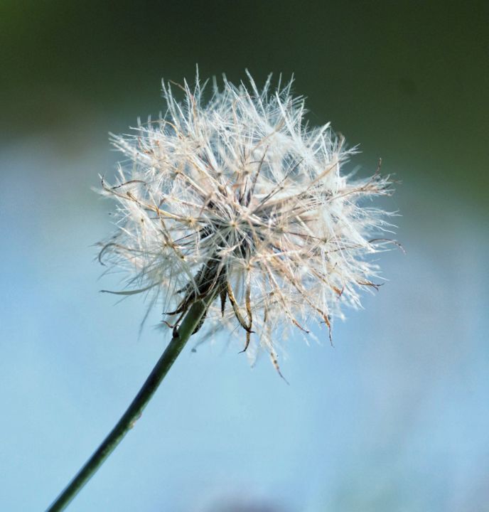 Photographie intitulée "Le pissenlit sur l’…" par Céline Pivoine Eyes, Œuvre d'art originale, Photographie numérique