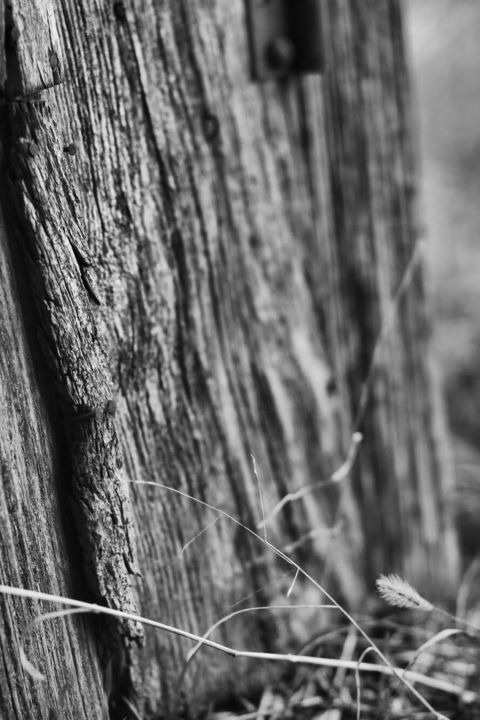 Photographie intitulée "Le vieux bois" par Céline Pivoine Eyes, Œuvre d'art originale, Photographie numérique