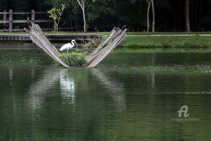 Photography titled "Heron's Nest" by Celso Lobo, Original Artwork, Digital Photography