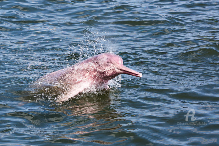 Photographie intitulée "Pink Dolphin" par Celso Lobo, Œuvre d'art originale, Photographie numérique