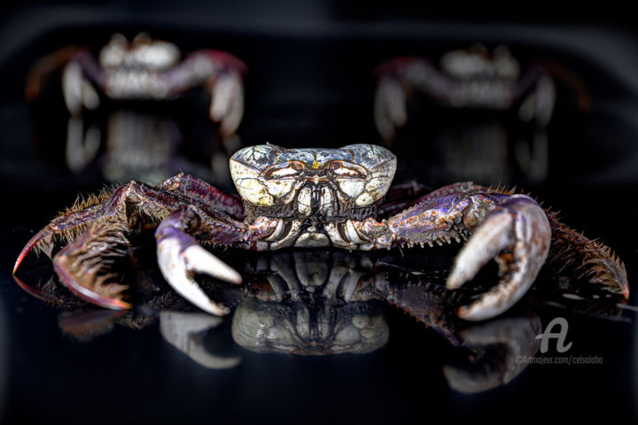 摄影 标题为“Crab” 由Celso Lobo, 原创艺术品, 数码摄影