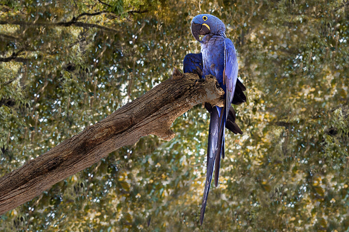 Photographie intitulée "Macaw-blue" par Celso Lobo, Œuvre d'art originale, Photographie numérique
