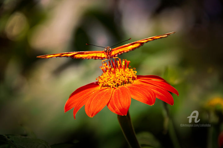Fotografie mit dem Titel "Butterfly" von Celso Lobo, Original-Kunstwerk, Digitale Fotografie