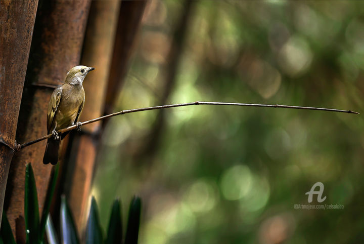 Fotografia intitulada "Bird Sabia" por Celso Lobo, Obras de arte originais, Fotografia digital