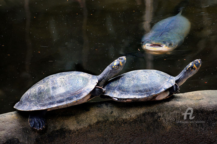 摄影 标题为“Turtles” 由Celso Lobo, 原创艺术品, 数码摄影