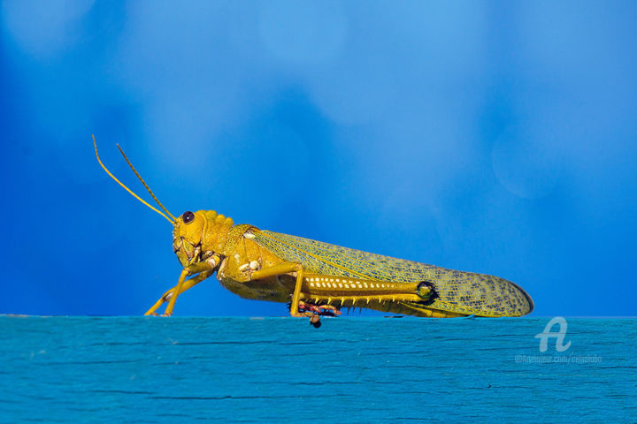 Fotografia intitolato "Grasshopper" da Celso Lobo, Opera d'arte originale, Fotografia digitale