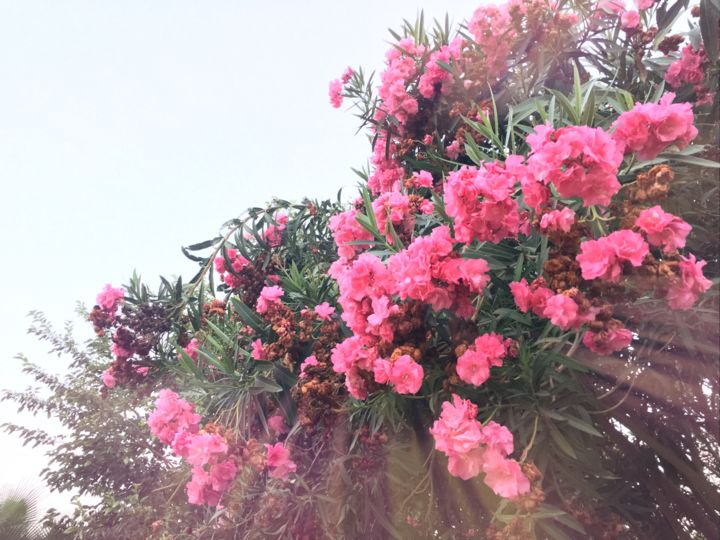 Photography titled "PinkFlowers" by Ceyda Tin, Original Artwork