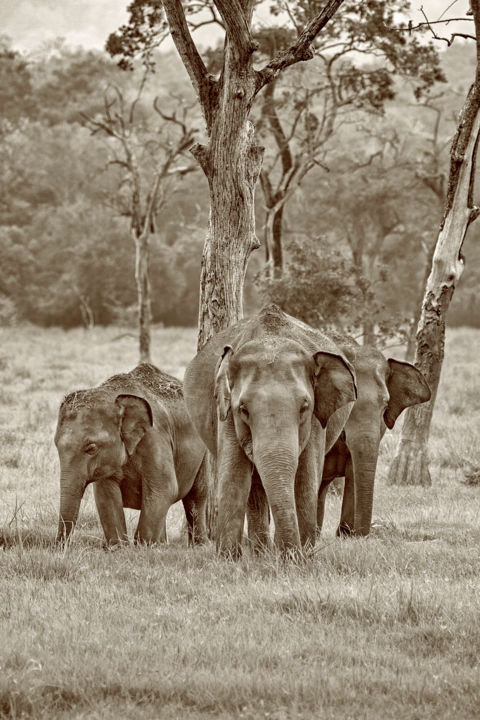 Photography titled "Ancestral Pride" by Chaminda Jayasekara, Original Artwork, Digital Photography Mounted on Other rigid pa…