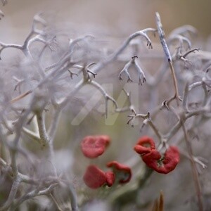 Photographie intitulée "Univers miniature n…" par Chantal Gagné, Œuvre d'art originale