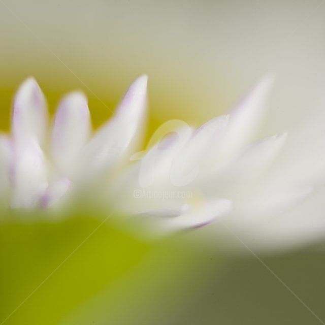 Fotografia zatytułowany „Velouté” autorstwa Chantal Gagné, Oryginalna praca