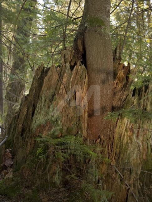 Photographie intitulée "Arbre-mémoire no 16" par Chantal Gagné, Œuvre d'art originale