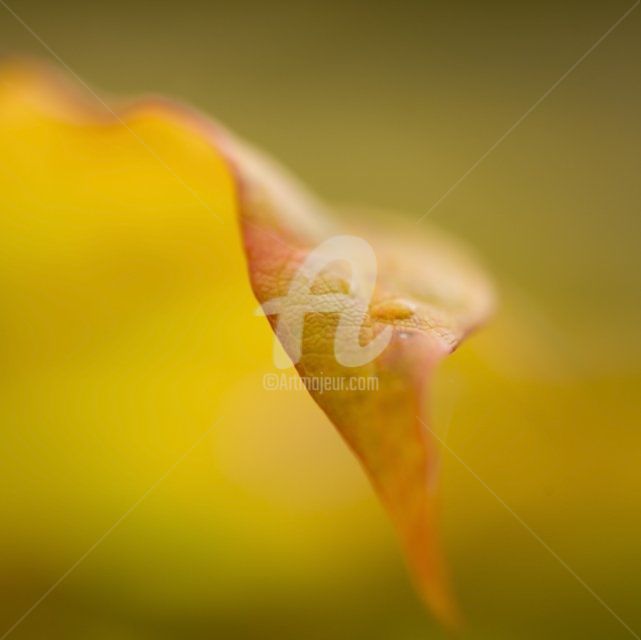 Photographie intitulée "Rosée" par Chantal Gagné, Œuvre d'art originale