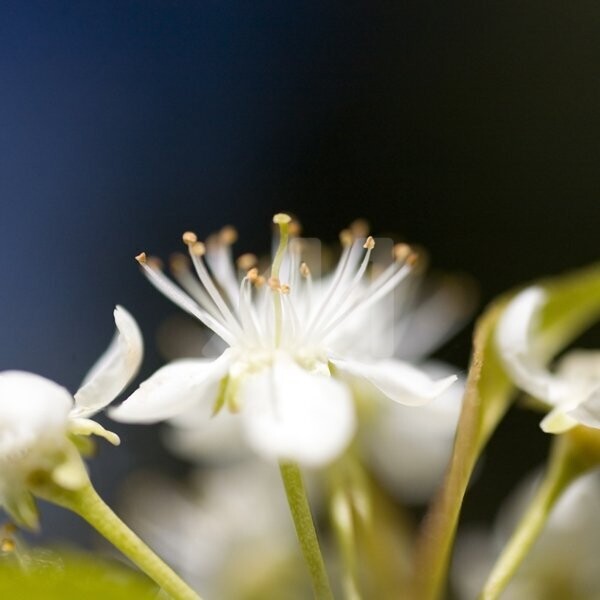 _MG_1346.jpg - Photographie ©2010 par Chantal Gagné -