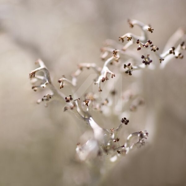 _MG_1284.jpg - Photographie ©2010 par Chantal Gagné -