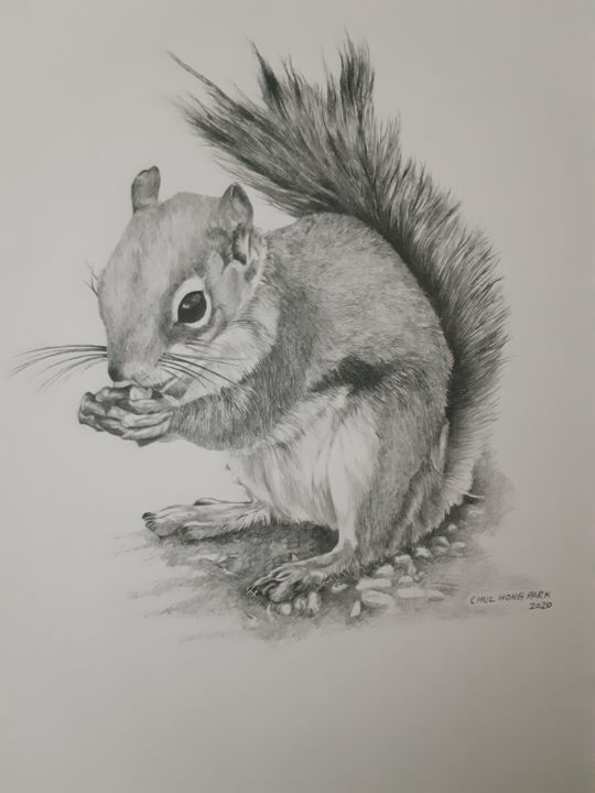 Drawing titled "Eastern Gray Squirr…" by Chul Hong Park, Original Artwork, Pencil