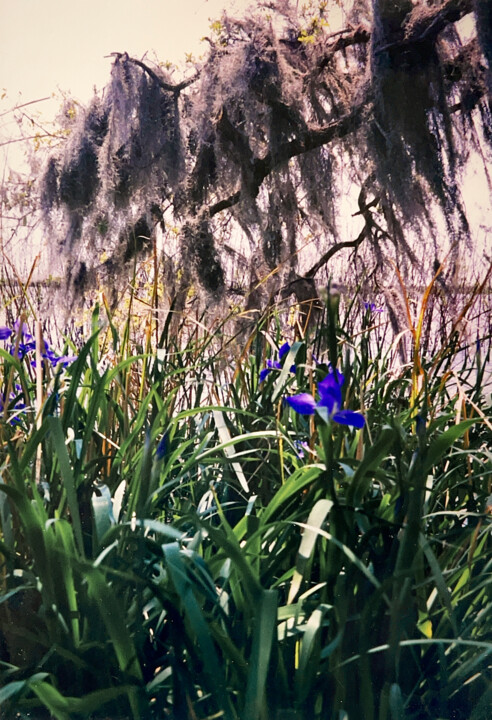 Photography titled "Wild Iris" by Charlotte Daigle, Original Artwork, Digital Photography