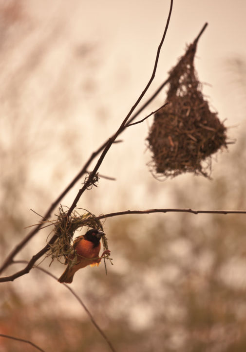 摄影 标题为“bird with nest” 由Charlotte Lincoln, 原创艺术品