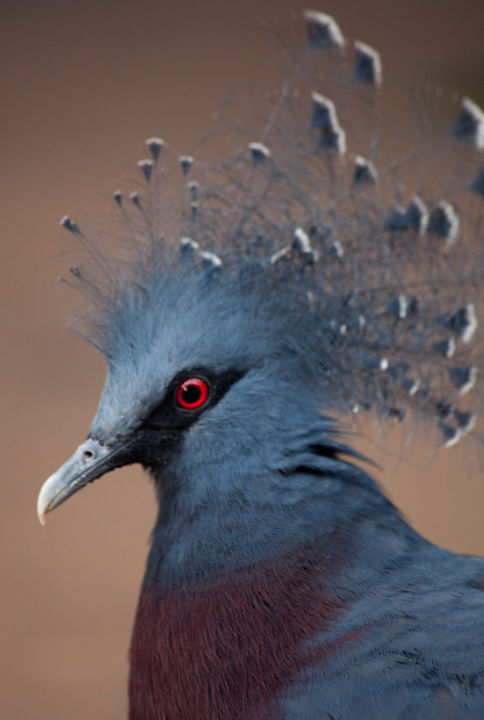 Fotografia zatytułowany „bird-blue” autorstwa Charlotte Lincoln, Oryginalna praca