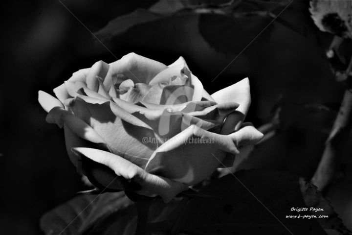 Photography titled "ROSE" by B.Payen, Original Art, Digital Photography