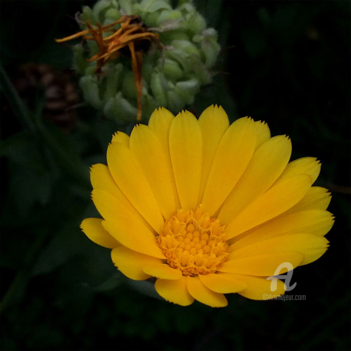 Photographie intitulée "Beautiful Yellow" par Genevieve Chausse, Œuvre d'art originale, Photographie numérique