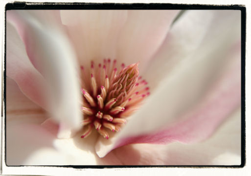Photography titled "Magnolia 1447" by Cheryl Townsend, Original Artwork