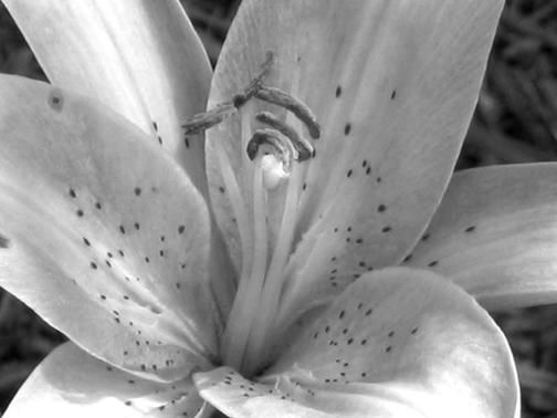 Photography titled "Asiatic Lily" by Cheryl Townsend, Original Artwork