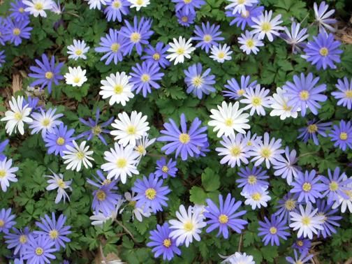 Photography titled "Anemone Patch" by Cheryl Townsend, Original Artwork