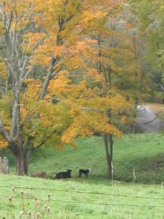 Photography titled "Cow & Calf" by Cheryl Townsend, Original Artwork