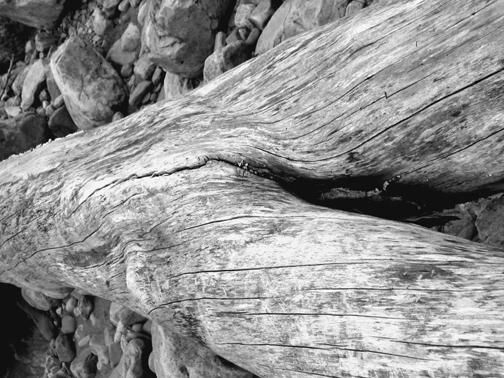 Photographie intitulée "Driftwood" par Cheryl Townsend, Œuvre d'art originale