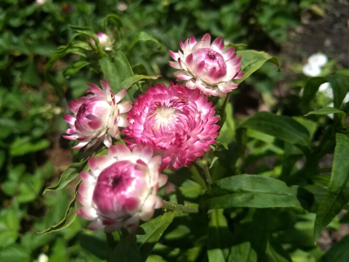 Photography titled "Pink Flowers" by China Alicia Rivera, Original Artwork