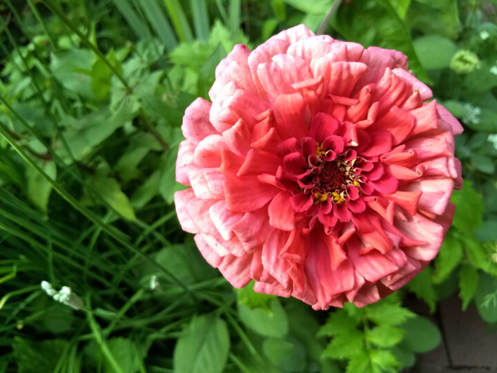 Fotografie getiteld "Pink Flower" door China Alicia Rivera, Origineel Kunstwerk