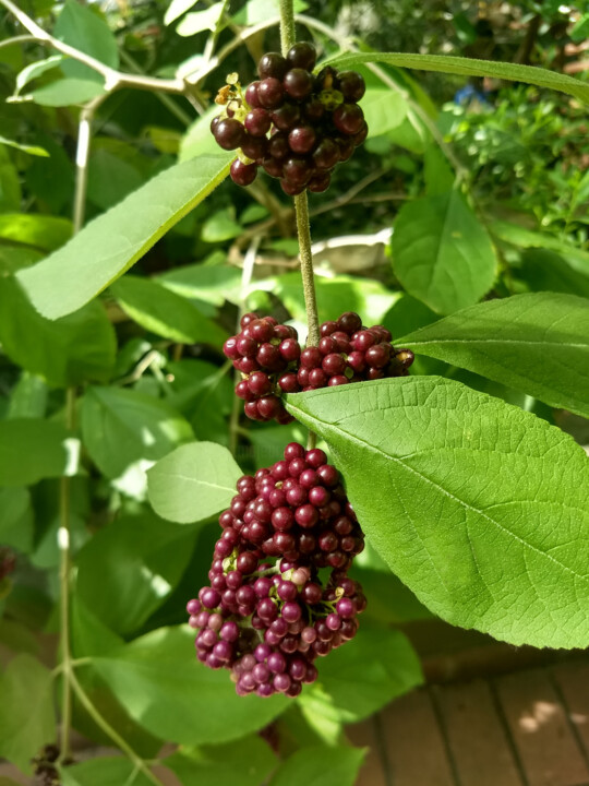 Photography titled "Purple Berries" by China Alicia Rivera, Original Artwork