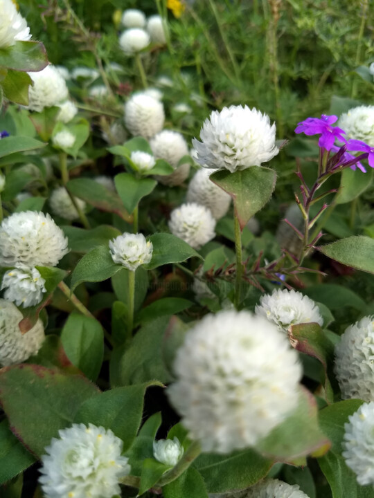 Photography titled "White Flowers" by China Alicia Rivera, Original Artwork, Non Manipulated Photography